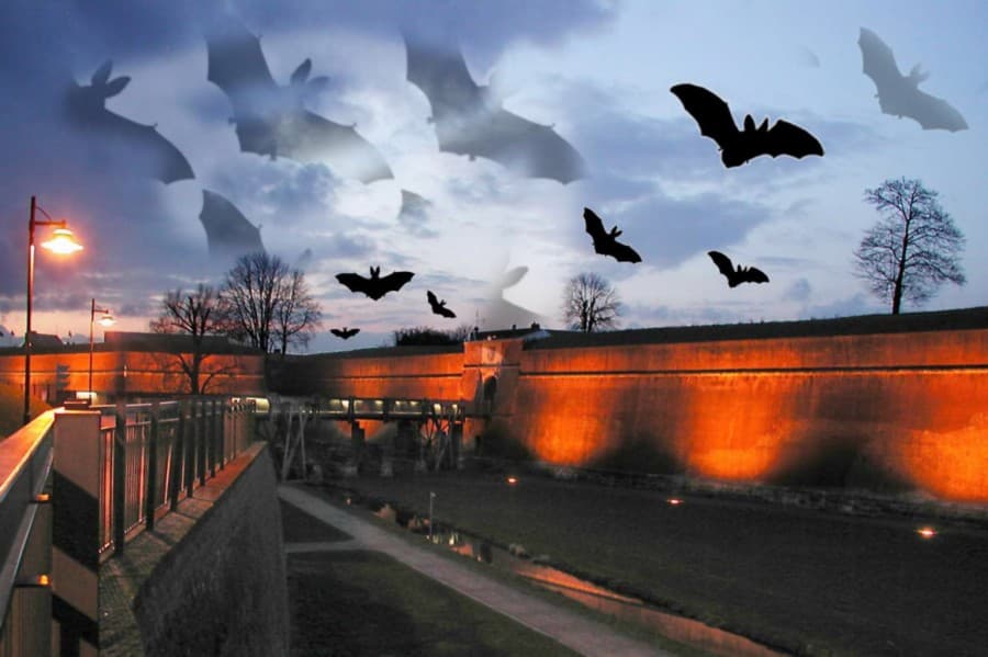 Fledermausnacht in der Zitadelle